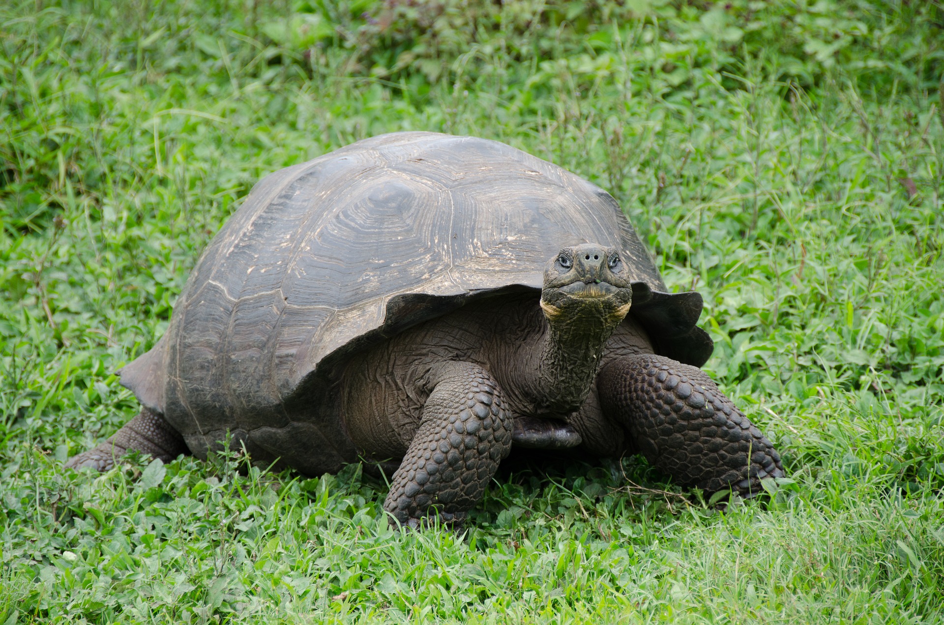 Galapagos
